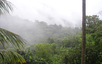Mist covers NSF's Luquillo tropical forest CZO and LTER sites.